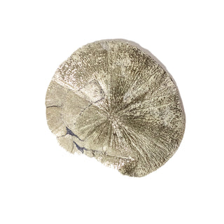 Rare Pyrite Sun Dollar