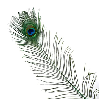 Peacock Feather for Smoke Cleansing and Ritual Use