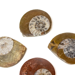 Ammonite Fossil | Disc