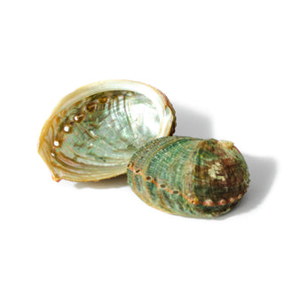 Two shells are shown. One shell shows the shiny inside with light reflecting off of it. The other shell shows the rough outside in greens and browns.