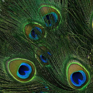 Peacock Feather for Smoke Cleansing and Ritual Use