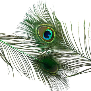Peacock Feather for Smoke Cleansing and Ritual Use