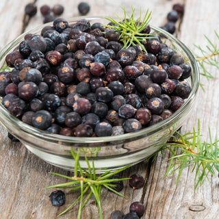 Deep purple small juniper berries shown in a glass bowl with sprigs of juniper leaves.
